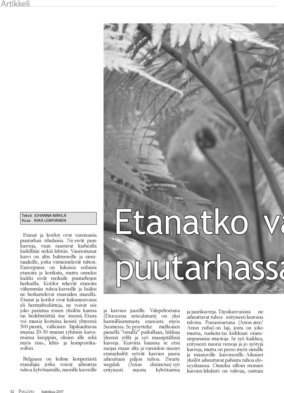 Euroopassa on lukuisia erilaisia etanoita ja kotiloita, mutta onneksi kaikki eivät ruokaile puutarhojen herkuilla.