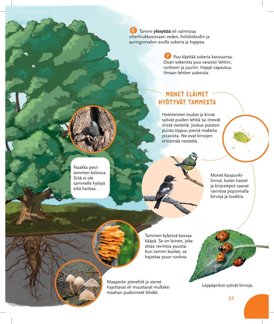 MONET ELÄIMET HYÖTYVÄT TAMMESTA Hyönteisten toukat ja kirvat syövät puiden lehtiä tai imevät niistä nesteitä. Joskus puiston puista tippuu pieniä makeita pisaroita.