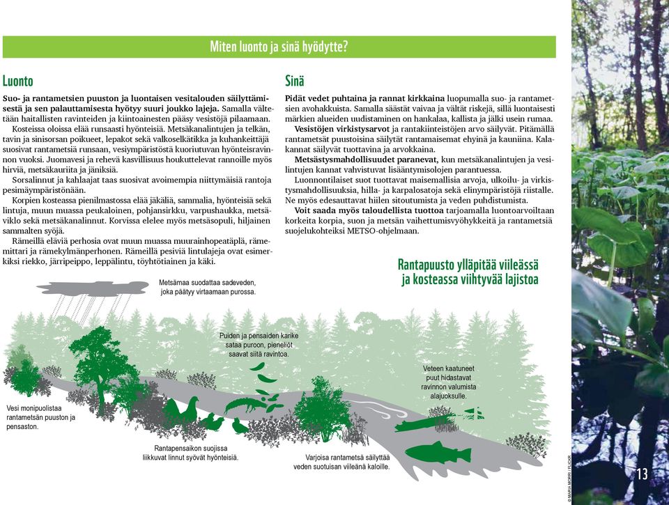 Metsäkanalintujen ja telkän, tavin ja sinisorsan poikueet, lepakot sekä valkoselkätikka ja kuhankeittäjä suosivat rantametsiä runsaan, vesiympäristöstä kuoriutuvan hyönteisravin non vuoksi.