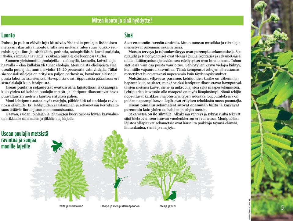 sieniä. Yksikään niistä ei ole luonnossa turha. Suomen yleisimmillä puulajeilla männyllä, kuusella, koivuilla ja haavalla elää kullakin yli tuhat eliölajia.