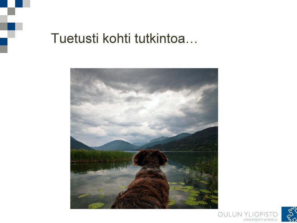 tutkintoa