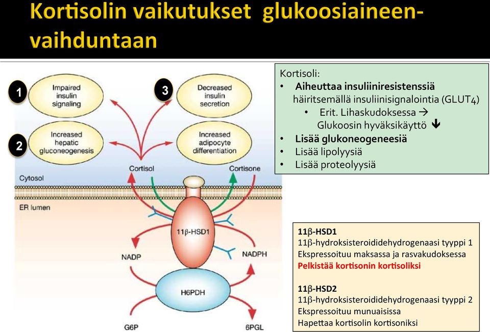 11β-HSD1 11β-hydroksisteroididehydrogenaasi tyyppi 1 Ekspressoituu maksassa ja rasvakudoksessa Pelkistää