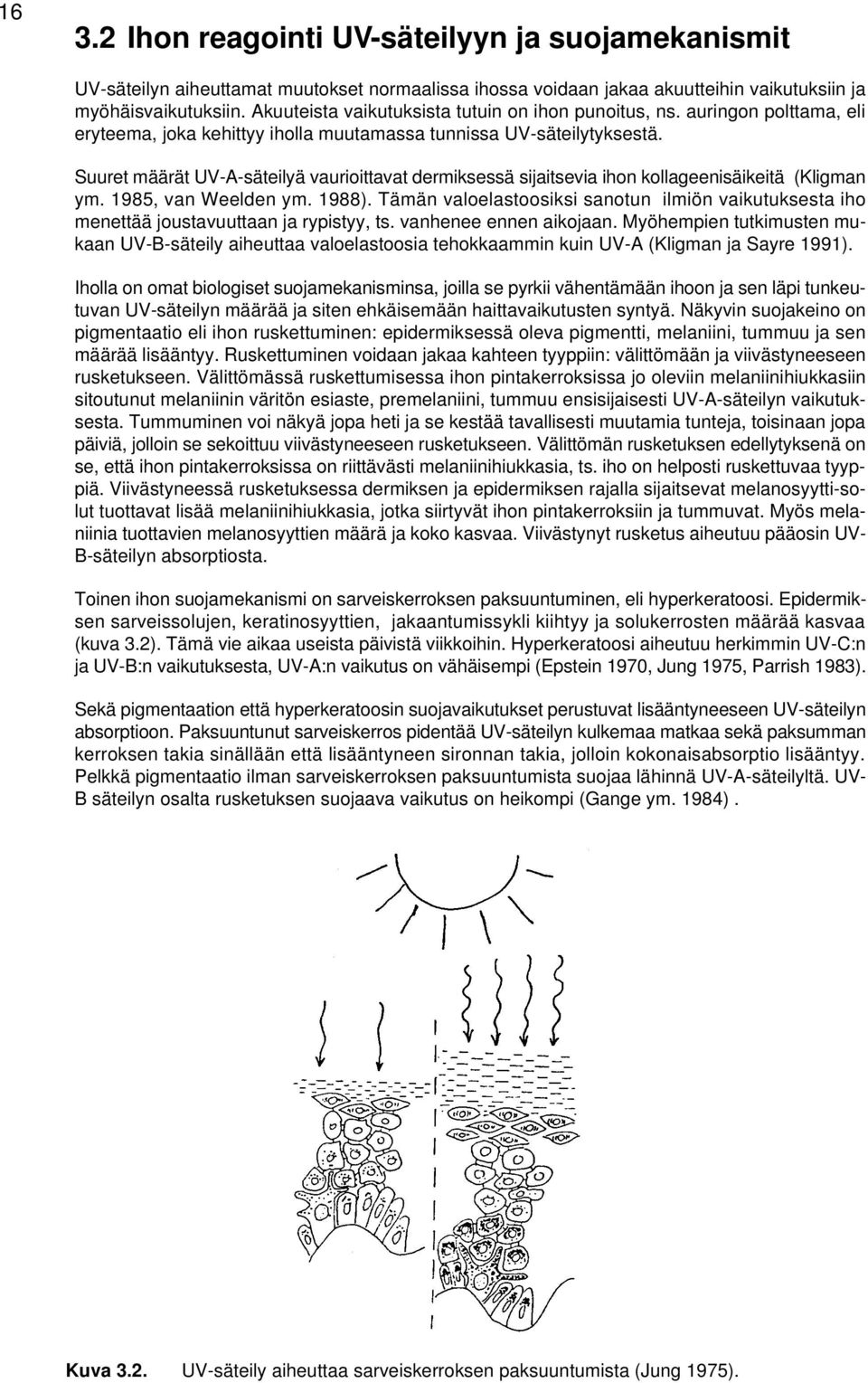 Suuret määrät UV-A-säteilyä vaurioittavat dermiksessä sijaitsevia ihon kollageenisäikeitä (Kligman ym. 1985, van Weelden ym. 1988).