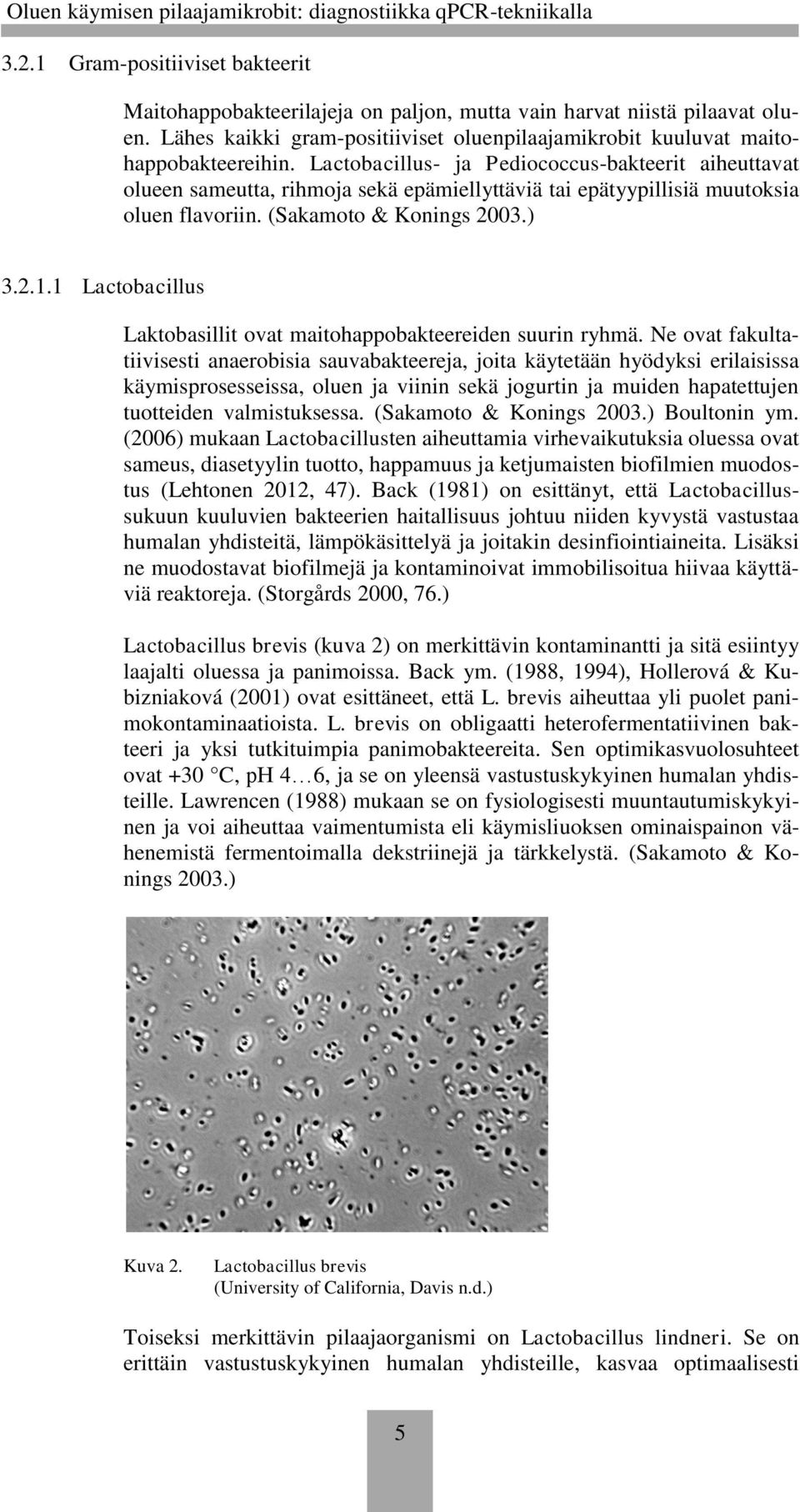 1 Lactobacillus Laktobasillit ovat maitohappobakteereiden suurin ryhmä.