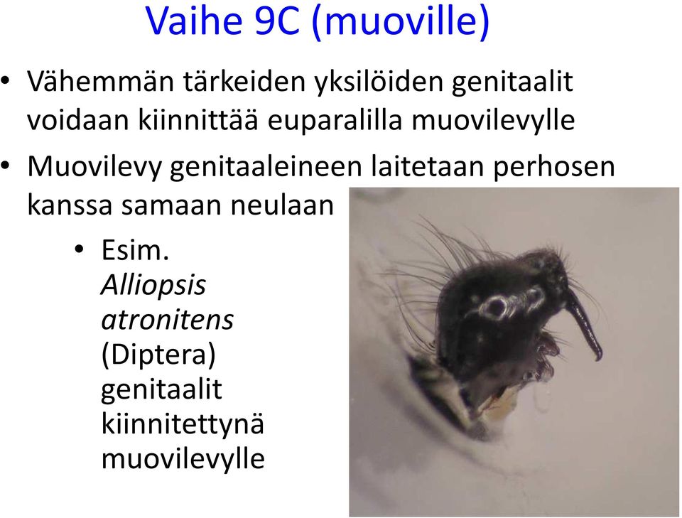 genitaaleineen laitetaan perhosen kanssa samaan neulaan Esim.