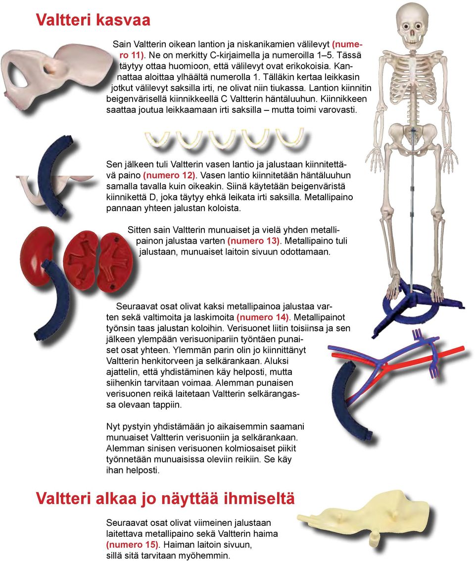 Lantion kiinnitin beigenvärisellä kiinnikkeellä C Valtterin häntäluuhun. Kiinnikkeen saattaa joutua leikkaamaan irti saksilla mutta toimi varovasti.