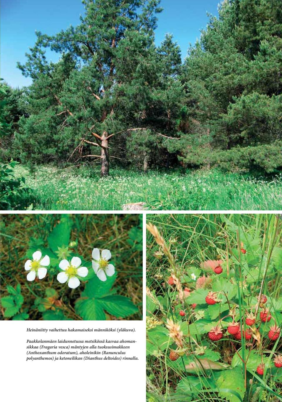 vesca) mäntyjen alla tuoksusimakkeen (Anthoxanthum odoratum),