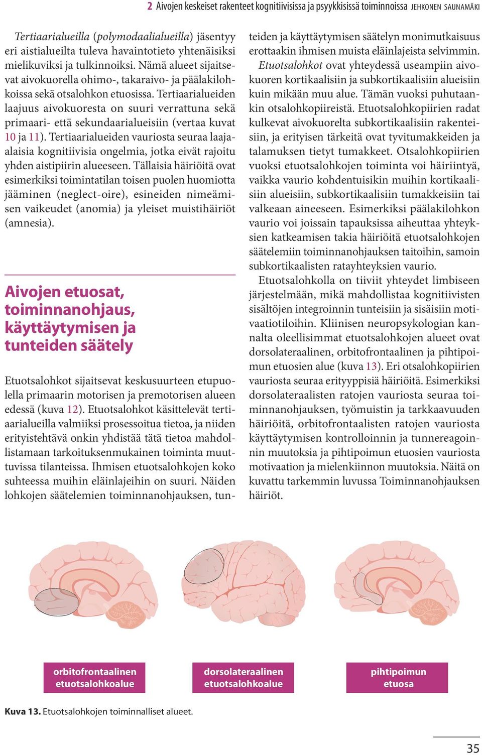 Tertiaarialueiden laajuus aivokuoresta on suuri verrattuna sekä primaari- että sekundaarialueisiin (vertaa kuvat 10 ja 11).