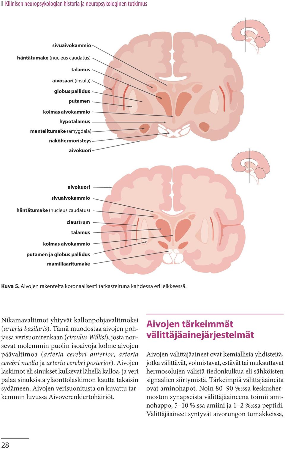 Aivojen rakenteita koronaalisesti tarkasteltuna kahdessa eri leikkeessä. Nikamavaltimot yhtyvät kallonpohjavaltimoksi (arteria basilaris).