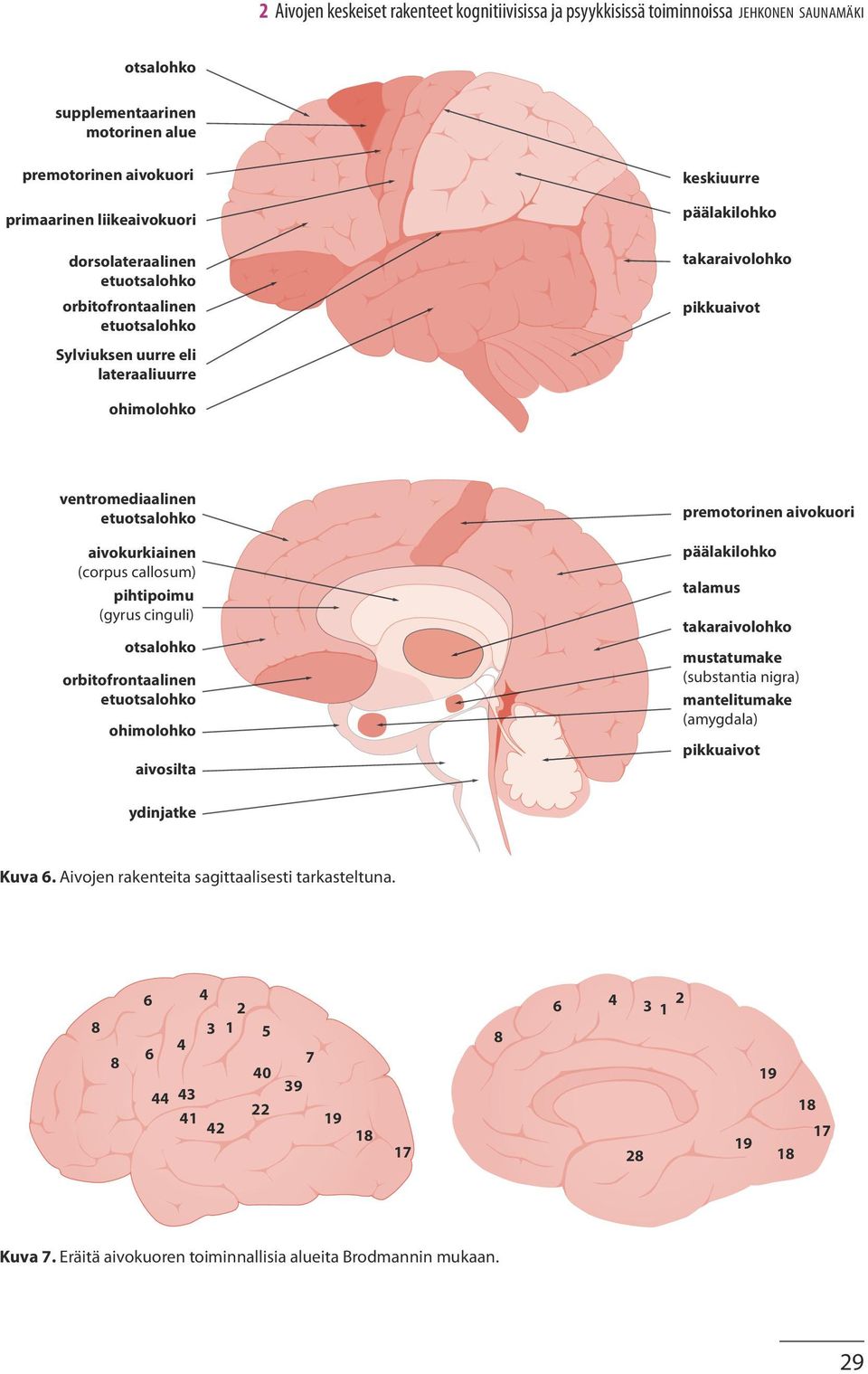 aivokurkiainen (corpus callosum) pihtipoimu (gyrus cinguli) otsalohko orbitofrontaalinen etuotsalohko ohimolohko aivosilta premotorinen aivokuori päälakilohko talamus takaraivolohko mustatumake