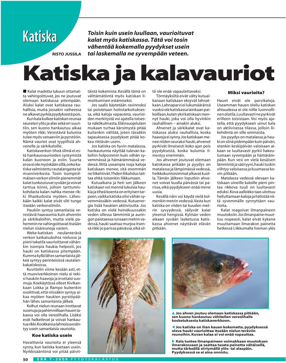 Aluksi kalat ovat katiskassa rauhallisia, mutta jossakin vaiheessa ne alkavat pyrkiä pyydyksestä pois.