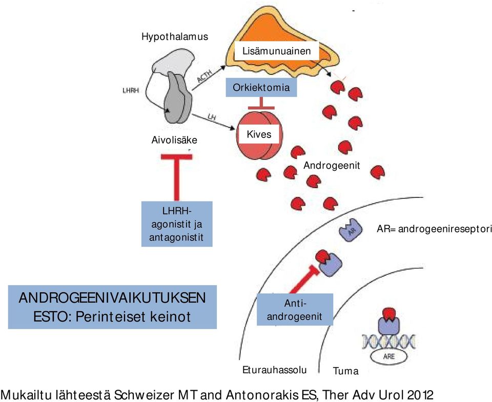 AR= androgeenireseptori ANDROGEENIVAIKUTUKSEN ESTO: Perinteiset keinot