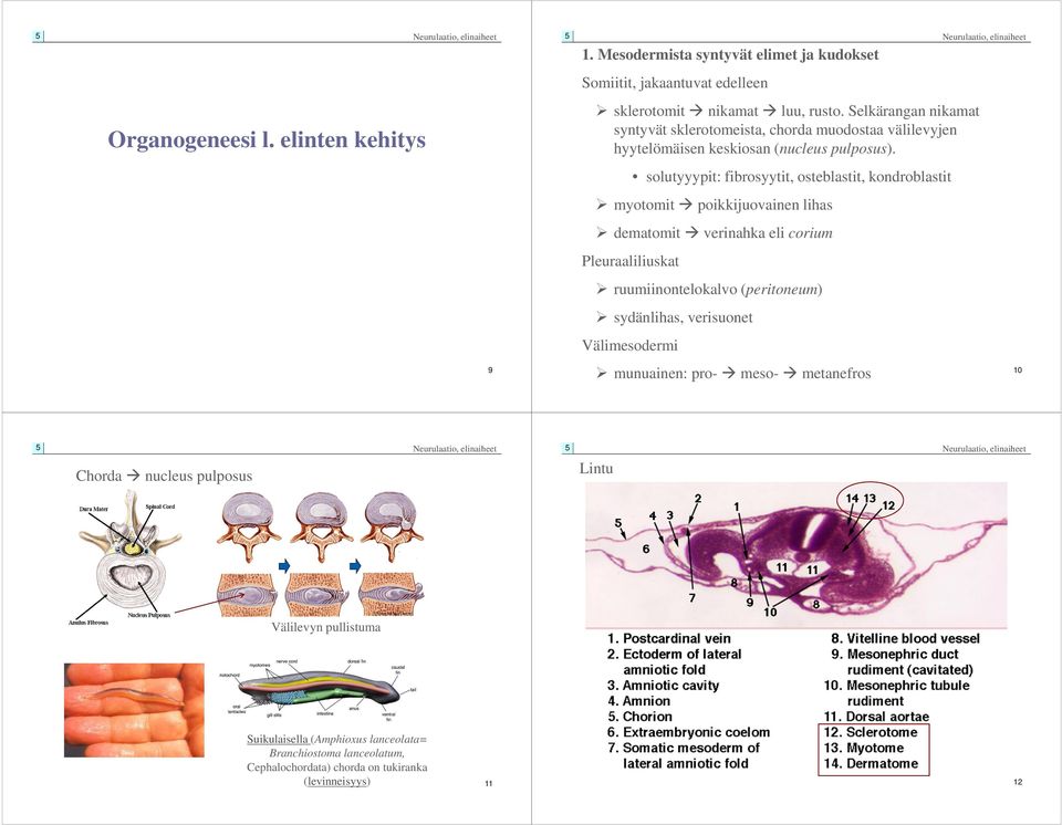 solutyyypit: fibrosyytit, osteblastit, kondroblastit myotomit poikkijuovainen lihas dematomit verinahka eli corium Pleuraaliliuskat ruumiinontelokalvo (peritoneum)