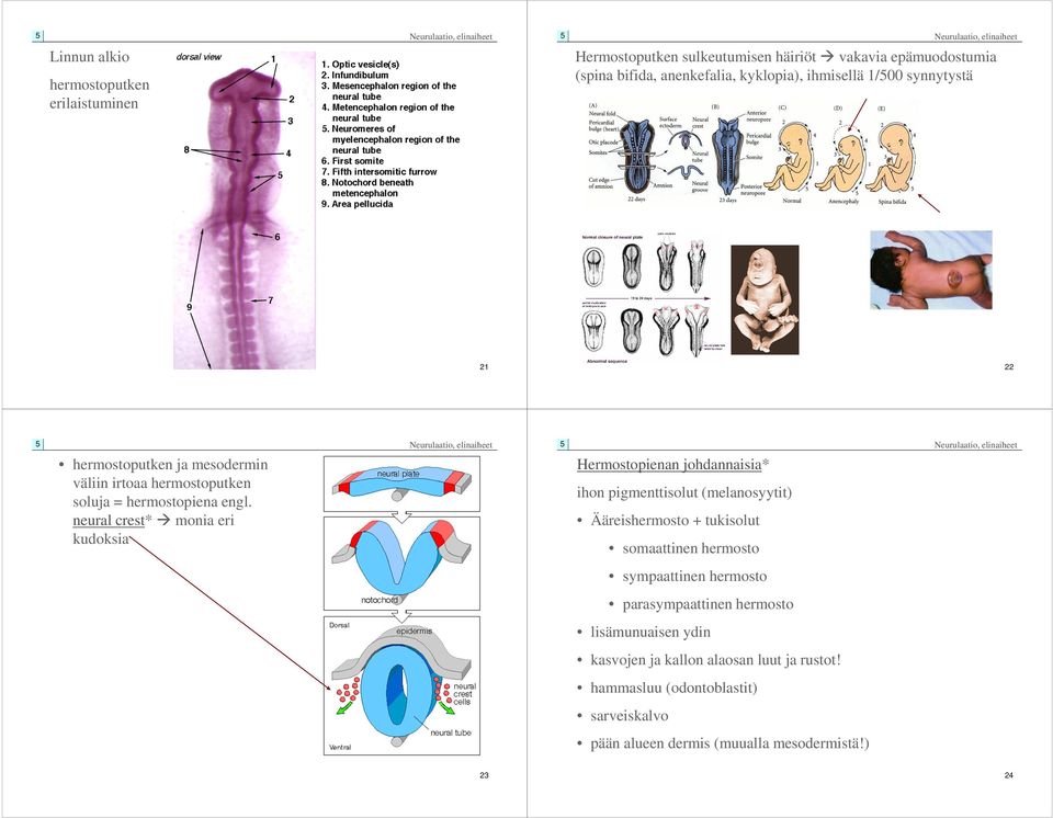 neural crest* monia eri kudoksia 22 Hermostopienan johdannaisia* ihon pigmenttisolut (melanosyytit) Ääreishermosto + tukisolut somaattinen hermosto