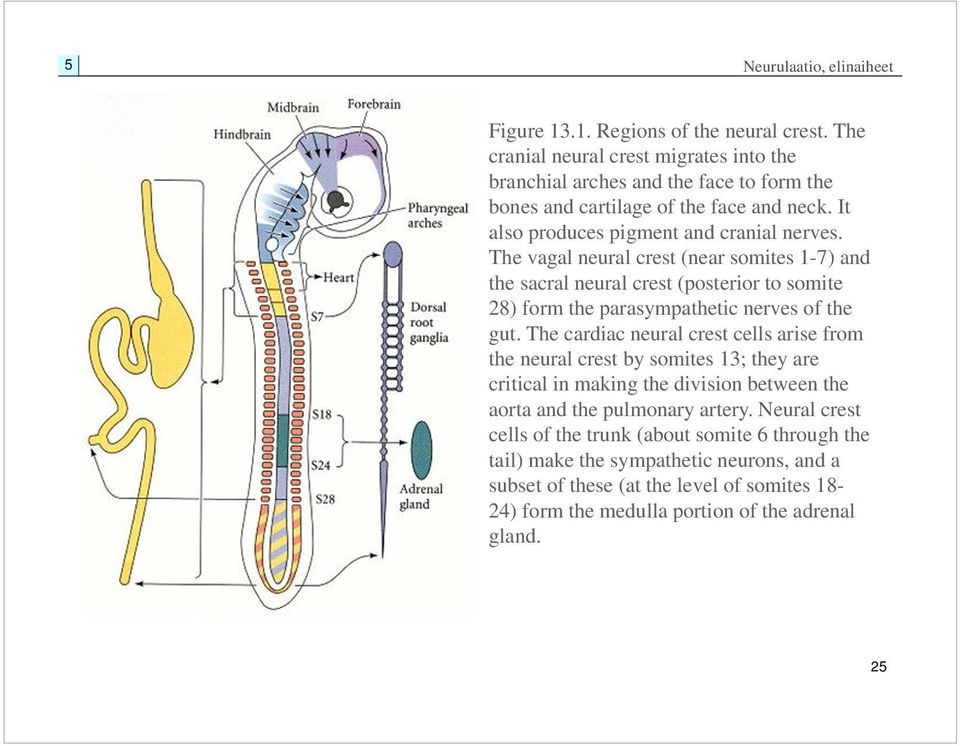 The vagal neural crest (near somites 1-7) and the sacral neural crest (posterior to somite 28) form the parasympathetic nerves of the gut.