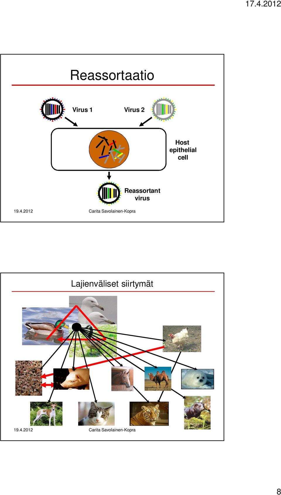 cell Reassortant virus