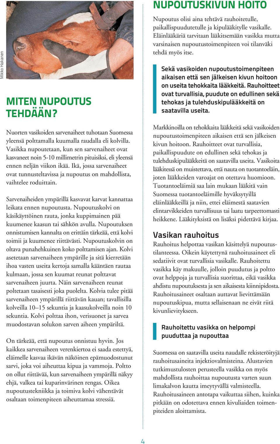 Ikä, jossa sarvenaiheet ovat tunnusteltavissa ja nupoutus on mahdollista, vaihtelee roduittain. Sarvenaiheiden ympärillä kasvavat karvat kannattaa leikata ennen nupoutusta.