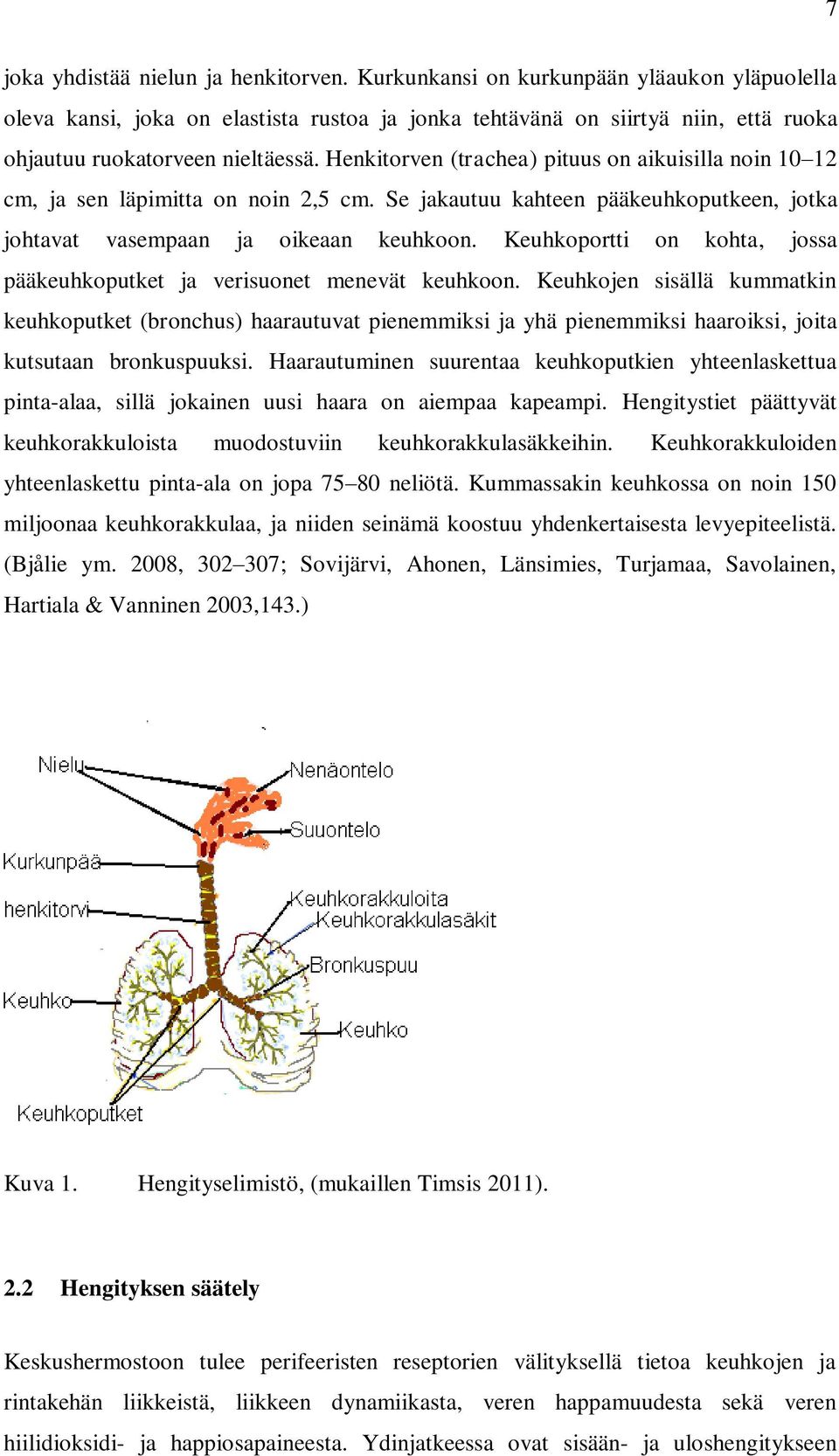 Henkitorven (trachea) pituus on aikuisilla noin 10 12 cm, ja sen läpimitta on noin 2,5 cm. Se jakautuu kahteen pääkeuhkoputkeen, jotka johtavat vasempaan ja oikeaan keuhkoon.