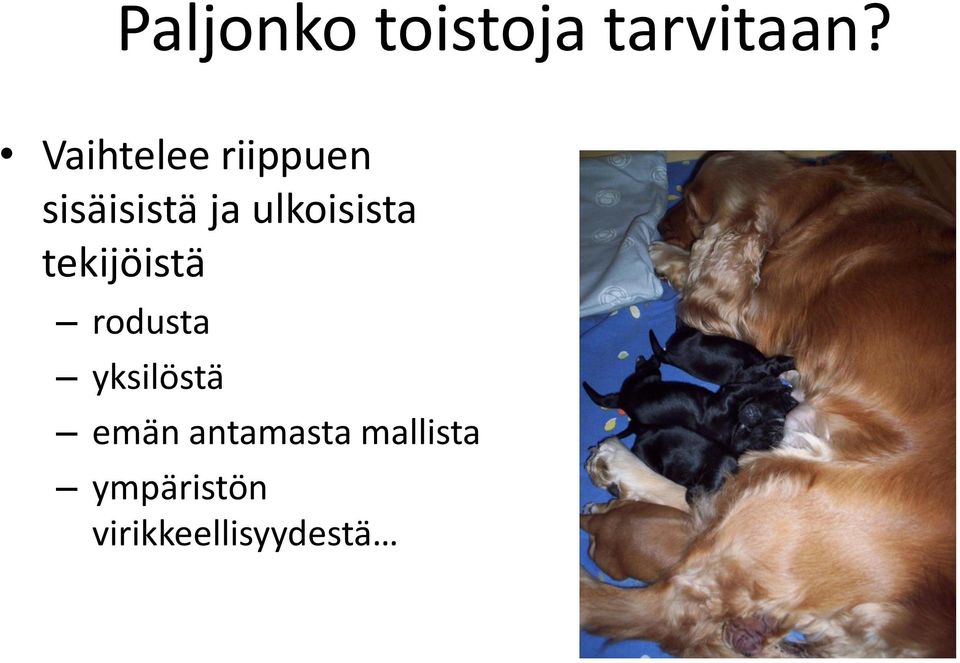 ulkoisista tekijöistä rodusta