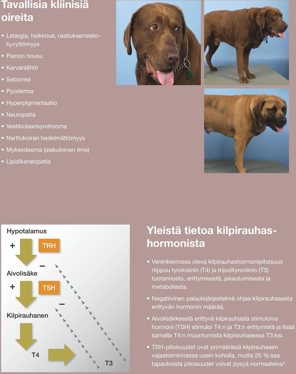 tyroksiinin (T4) ja trijodityroniinin (T3) tuotannosta, erittymisestä, jakautumisesta ja metaboliasta. Negatiivinen palautejärjestelmä ohjaa kilpirauhasesta erittyvän hormonin määrää.