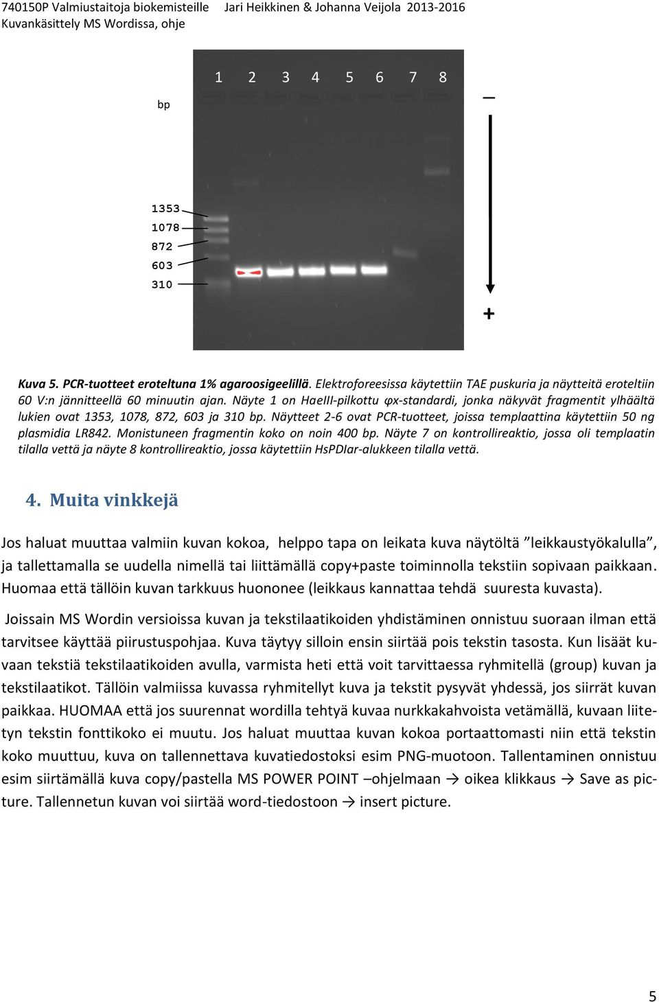 Näyte 1 on HaeIII-pilkottu φx-standardi, jonka näkyvät fragmentit ylhäältä lukien ovat 1353, 1078, 872, 603 ja 310 bp.