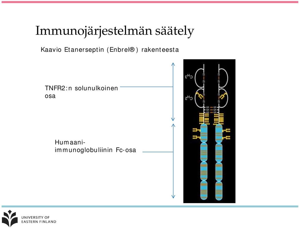 rakenteesta TNFR2:n