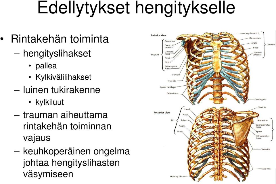 tukirakenne kylkiluut trauman aiheuttama rintakehän