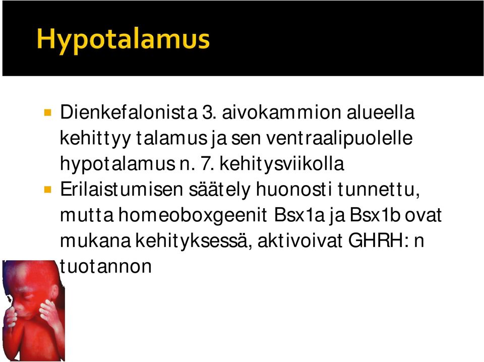 ventraalipuolelle hypotalamus n. 7.