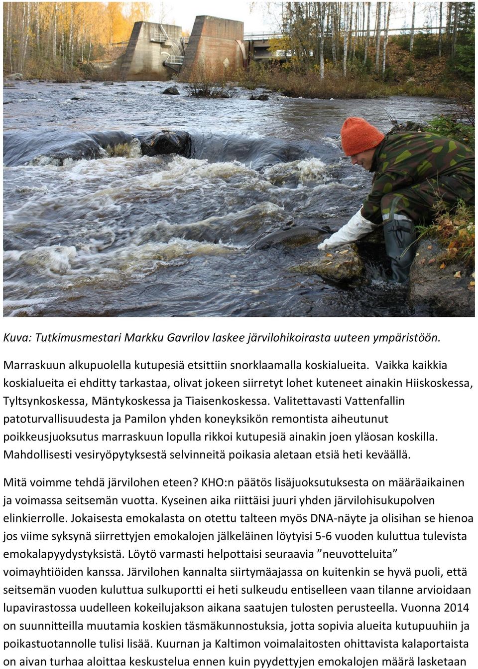 Valitettavasti Vattenfallin patoturvallisuudesta ja Pamilon yhden koneyksikön remontista aiheutunut poikkeusjuoksutus marraskuun lopulla rikkoi kutupesiä ainakin joen yläosan koskilla.
