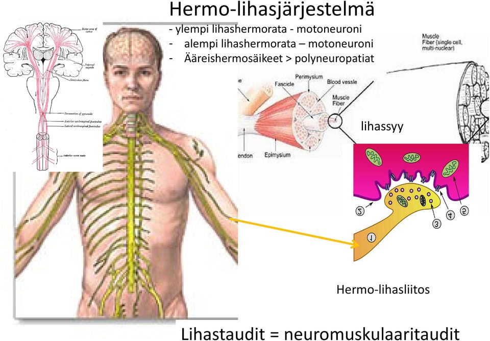 Ääreishermosäikeet > polyneuropatiat lihassyy