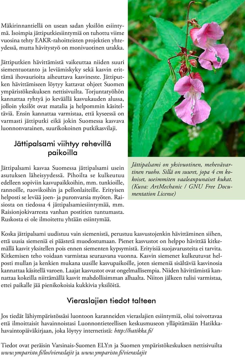 Jättiputken hävittämiseen löytyy kattavat ohjeet Suomen ympäristökeskuksen nettisivuilta.
