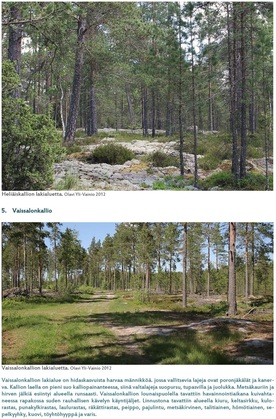 Metsäkauriin ja hirven jälkiä esiintyi alueella runsaasti.