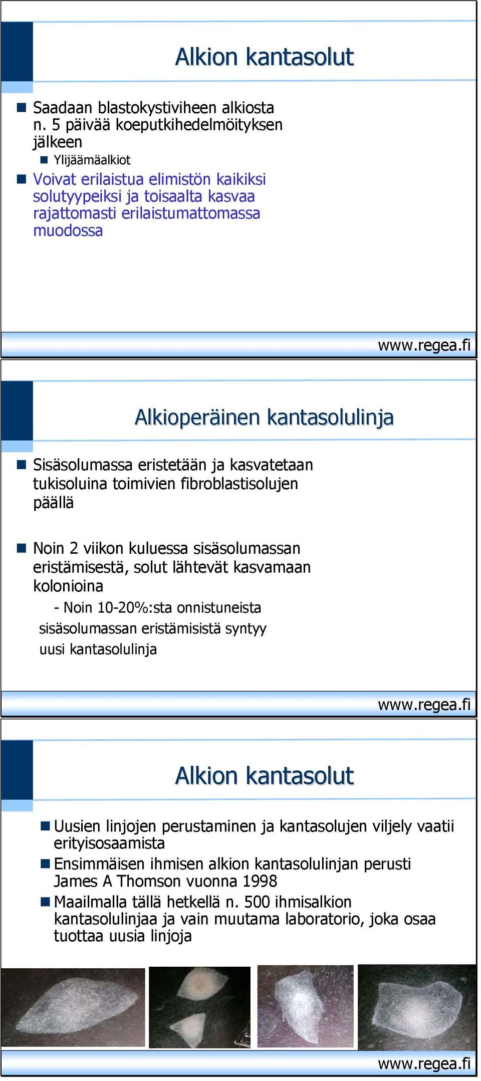 Sisäsolumassa eristetään ja kasvatetaan tukisoluina toimivien fibroblastisolujen päällä Noin 2 viikon kuluessa sisäsolumassan eristämisestä, solut lähtevät kasvamaan kolonioina - Noin 10-20%:sta