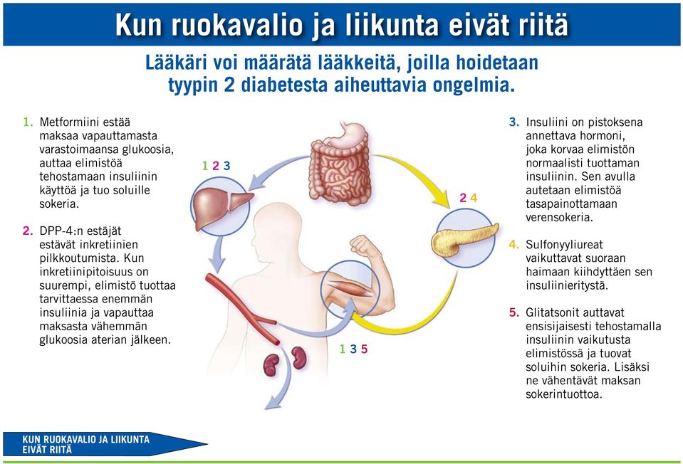 Kun inkretiinipitoisuus on suurempi, elimistö tuottaa tarvittaessa enemmän insuliinia ja vapauttaa maksasta vähemmän glukoosia aterian jälkeen. 1 2 3 1 3 5 2 4 3.