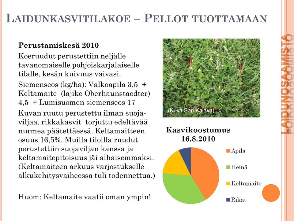 Siemenseos (kg/ha): Valkoapila 3,5 + Keltamaite (lajike Oberhaunstaedter) 4,5 + Lumisuomen siemenseos 17 Kuvan ruutu perustettu ilman suojaviljaa,