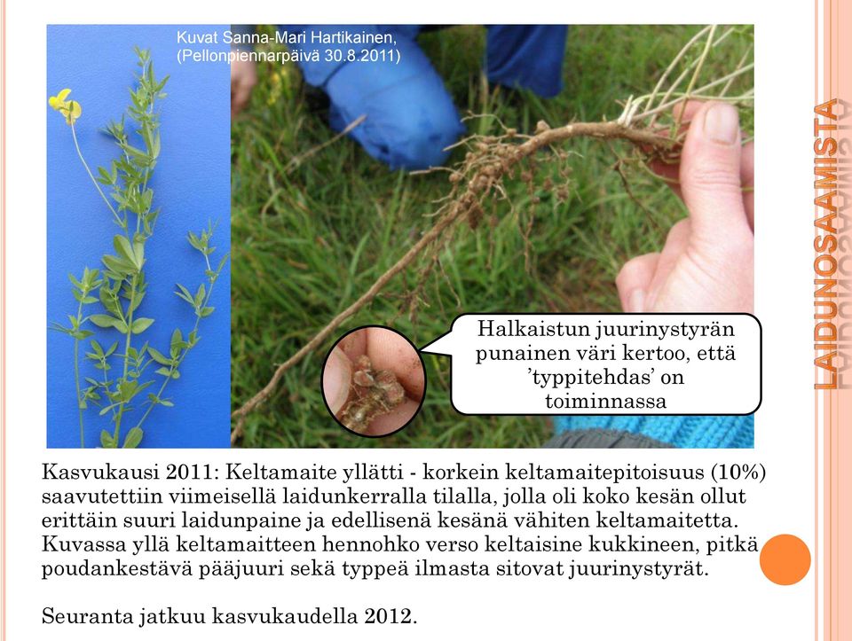 keltamaitepitoisuus (10%) saavutettiin viimeisellä laidunkerralla tilalla, jolla oli koko kesän ollut erittäin suuri laidunpaine ja