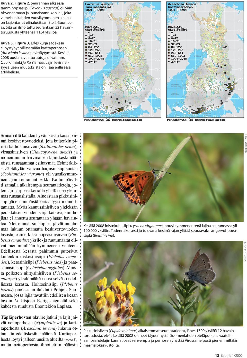 Sitä on ilmoitettu seurantaan 52 havaintoruudusta yhteensä 1154 yksilöä. Kuva 3. Figure 3. Edes kurja sadekesä ei pystynyt hillitsemään karttaperhosen (Araschnia levana) levittäytymistä.