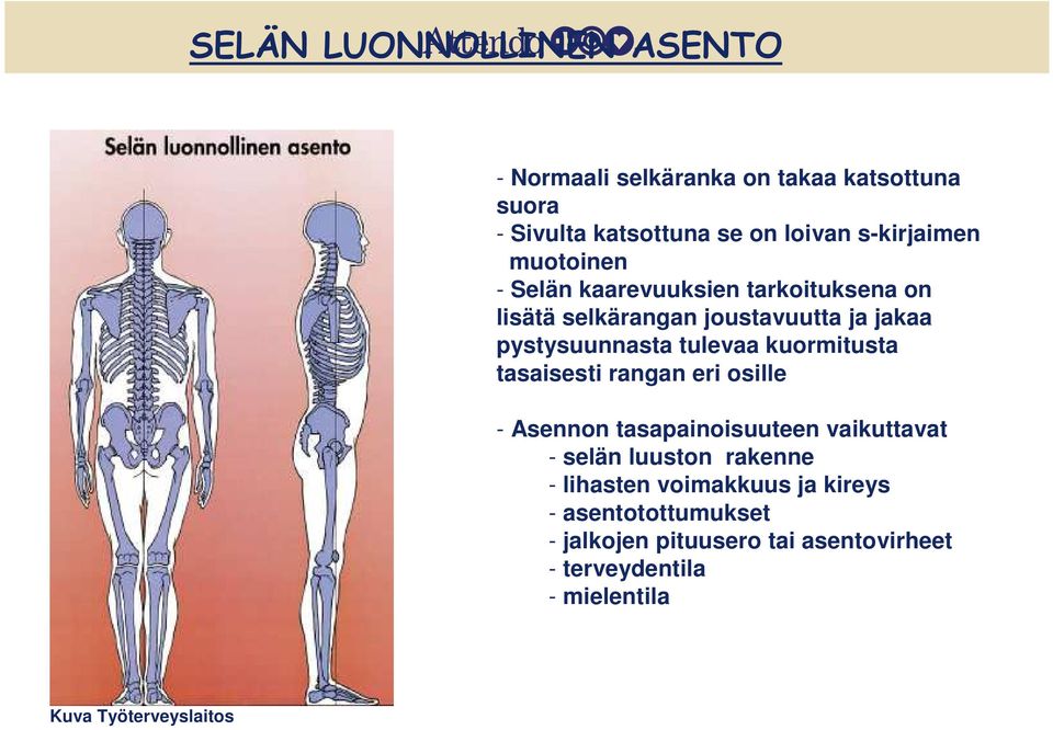 kuormitusta tasaisesti rangan eri osille - Asennon tasapainoisuuteen vaikuttavat - selän luuston rakenne - lihasten