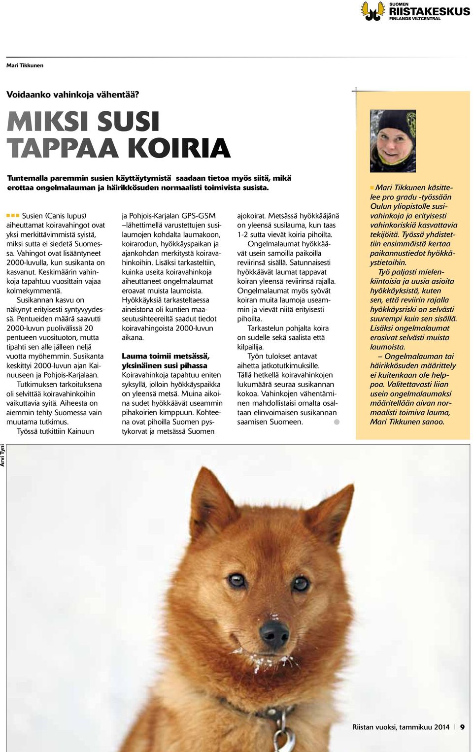 n n n Susien (Canis lupus) aiheuttamat koiravahingot ovat yksi merkittävimmistä syistä, miksi sutta ei siedetä Suomessa. Vahingot ovat lisääntyneet 2000-luvulla, kun susikanta on kasvanut.