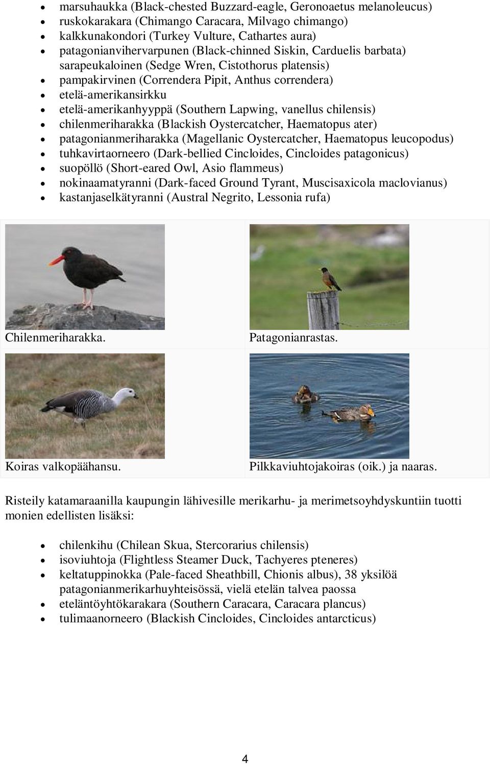 Lapwing, vanellus chilensis) chilenmeriharakka (Blackish Oystercatcher, Haematopus ater) patagonianmeriharakka (Magellanic Oystercatcher, Haematopus leucopodus) tuhkavirtaorneero (Dark-bellied