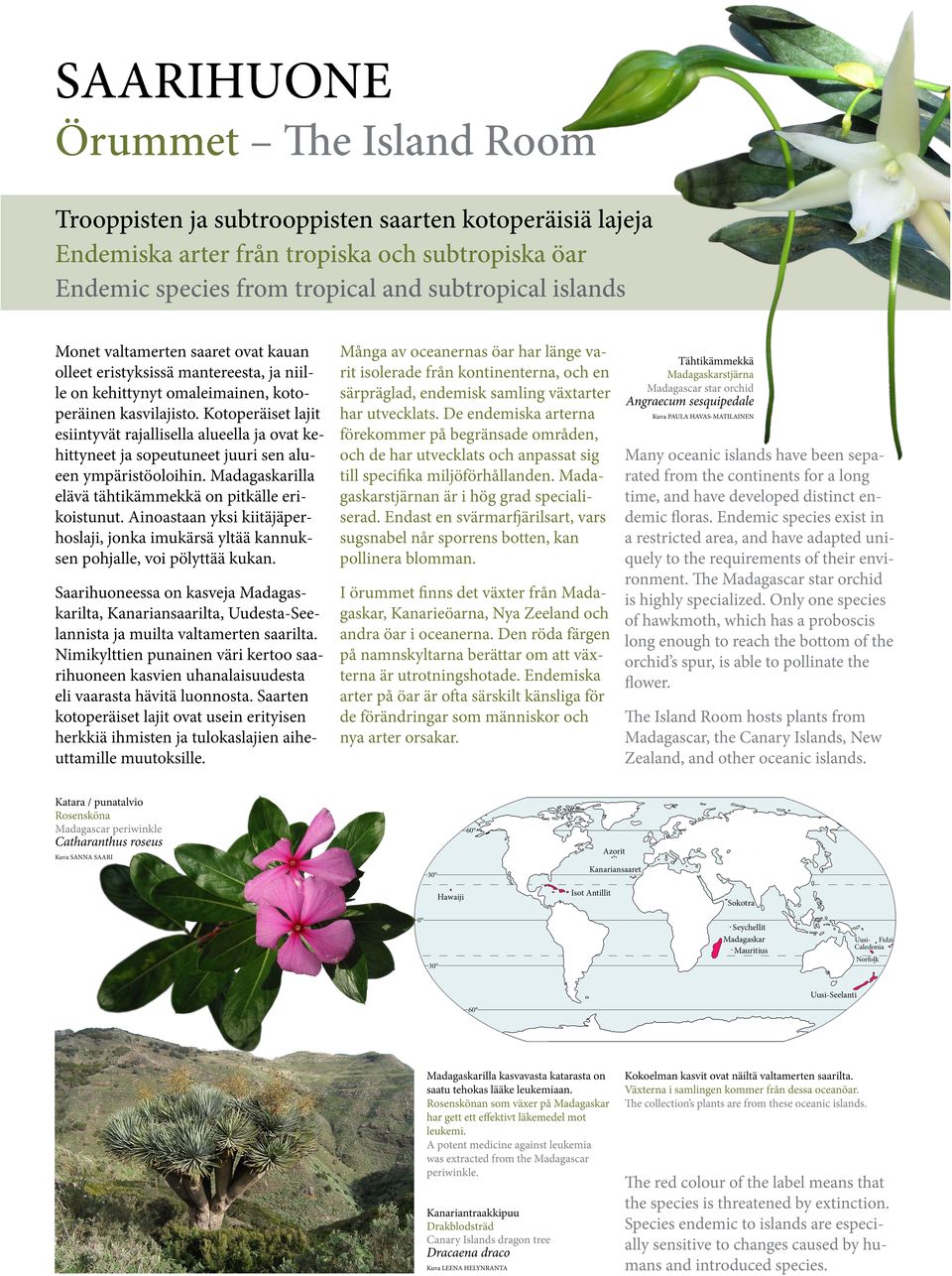 Kotoperäiset lajit esiintyvät rajallisella alueella ja ovat kehittyneet ja sopeutuneet juuri sen alueen ympäristöoloihin. Madagaskarilla elävä tähtikämmekkä on pitkälle erikoistunut.