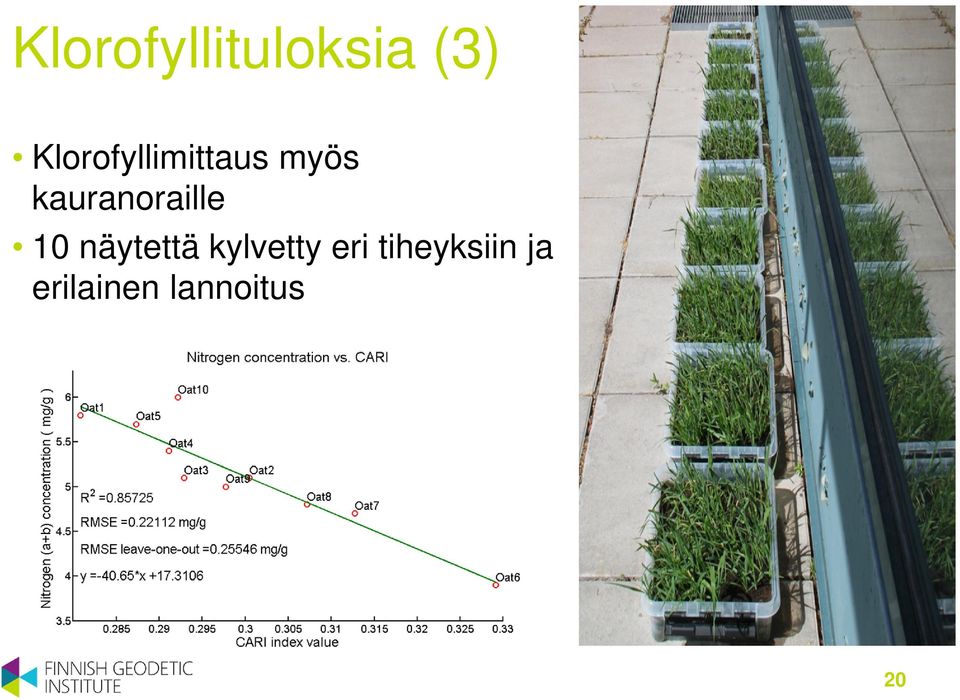 kauranoraille 10 näytettä