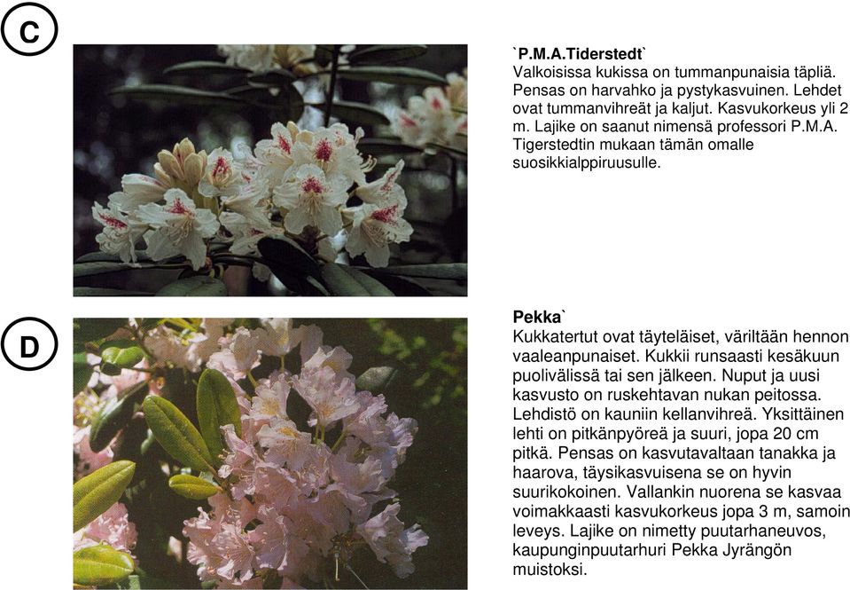 Kukkii runsaasti kesäkuun puolivälissä tai sen jälkeen. Nuput ja uusi kasvusto on ruskehtavan nukan peitossa. Lehdistö on kauniin kellanvihreä.