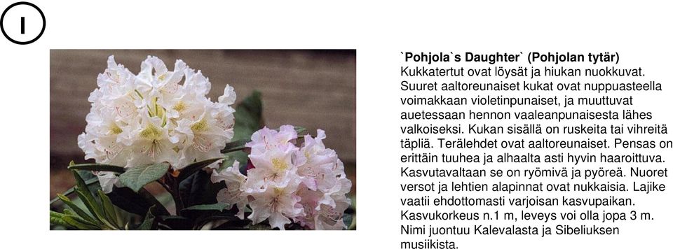 Kukan sisällä on ruskeita tai vihreitä täpliä. Terälehdet ovat aaltoreunaiset. Pensas on erittäin tuuhea ja alhaalta asti hyvin haaroittuva.