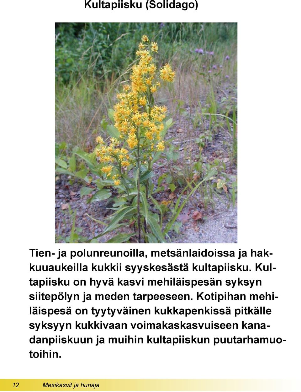 Kultapiisku on hyvä kasvi mehiläispesän syksyn siitepölyn ja meden tarpeeseen.