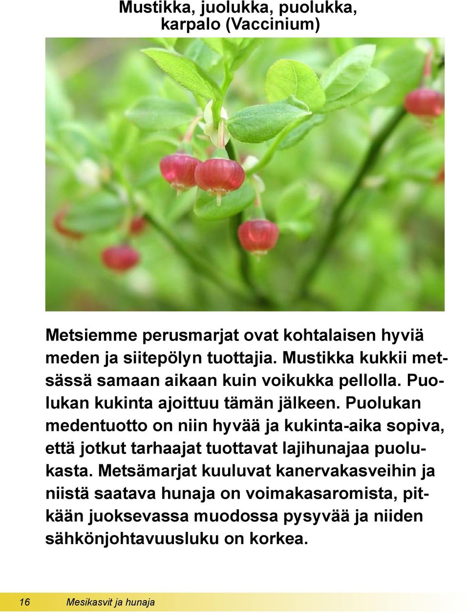 Puolukan medentuotto on niin hyvää ja kukinta-aika sopiva, että jotkut tarhaajat tuottavat lajihunajaa puolukasta.