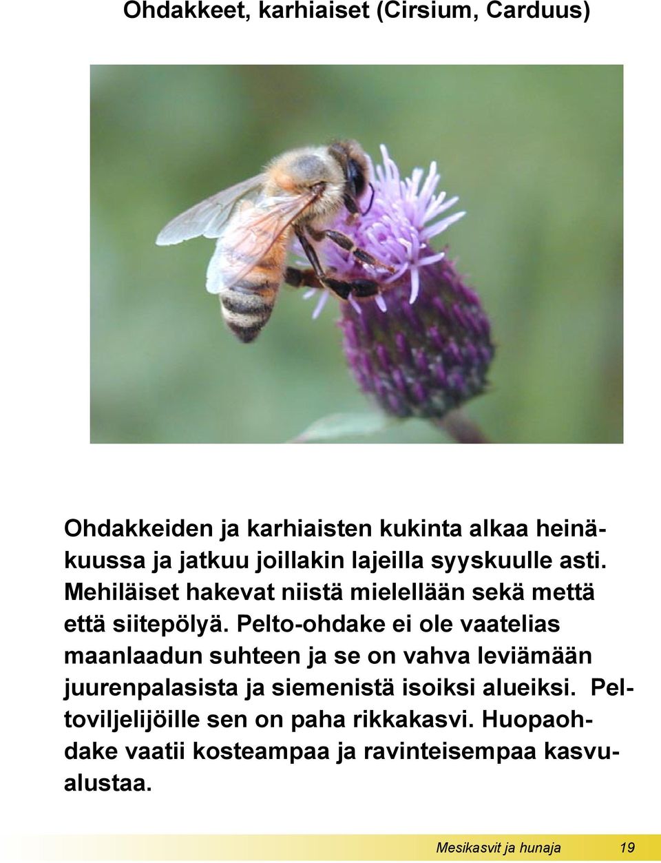 Pelto-ohdake ei ole vaatelias maanlaadun suhteen ja se on vahva leviämään juurenpalasista ja siemenistä isoiksi