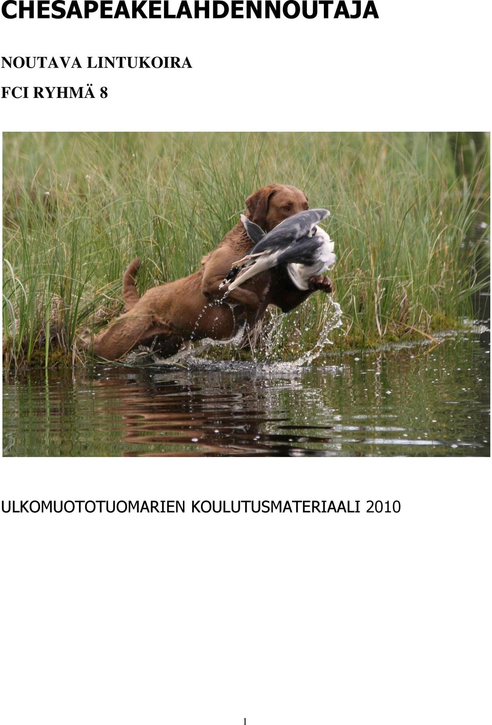 RYHMÄ 8