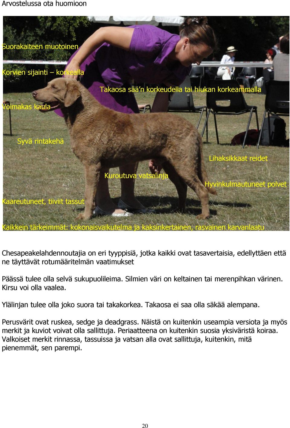 tasavertaisia, edellyttäen että ne täyttävät rotumääritelmän vaatimukset Päässä tulee olla selvä sukupuolileima. Silmien väri on keltainen tai merenpihkan värinen. Kirsu voi olla vaalea.