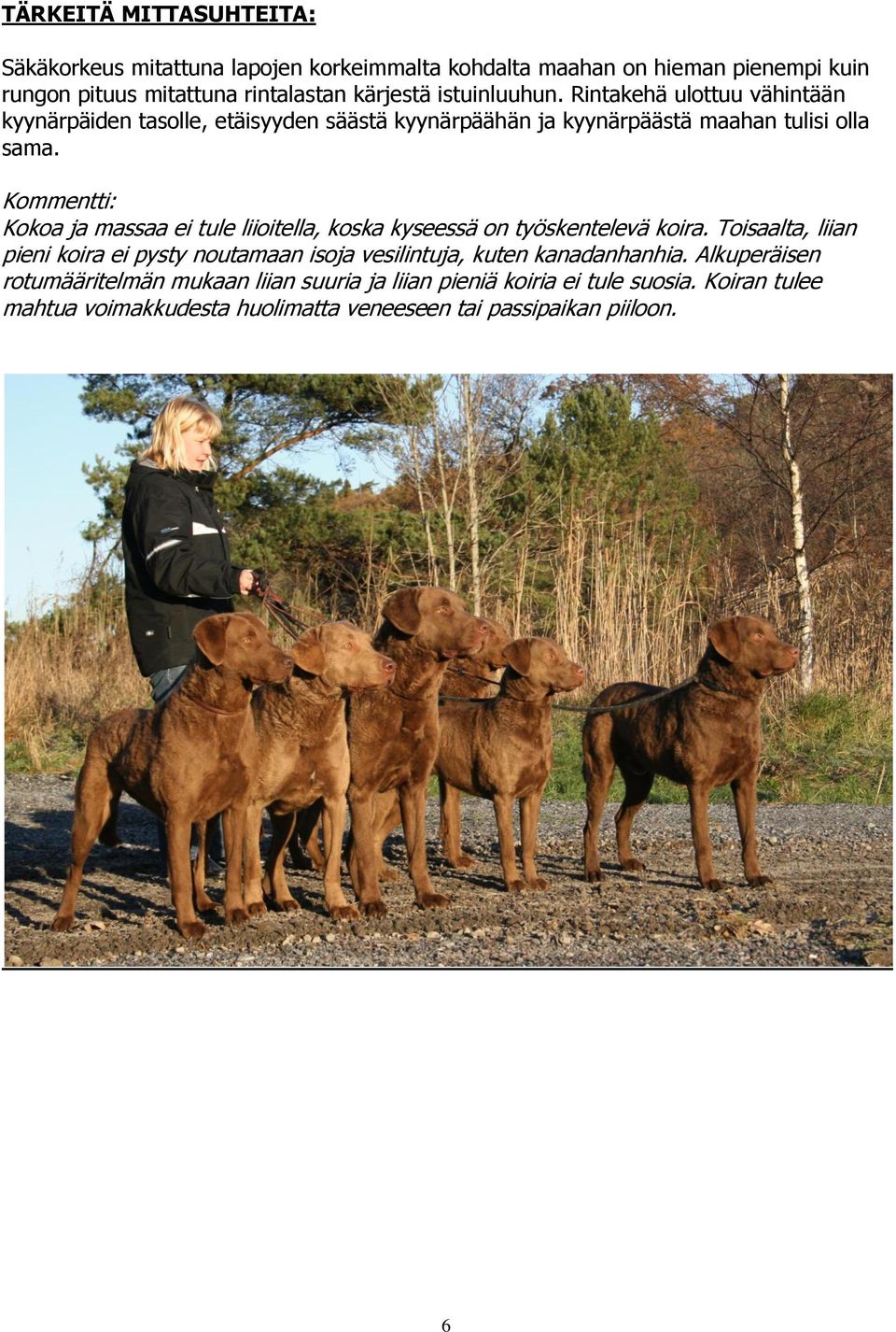 Kommentti: Kokoa ja massaa ei tule liioitella, koska kyseessä on työskentelevä koira.